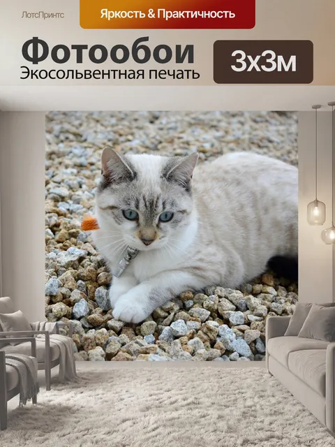 Фотообои Кошка