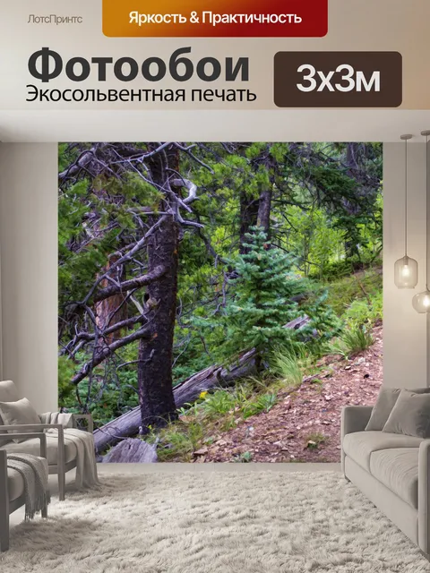 Фотообои Сосны