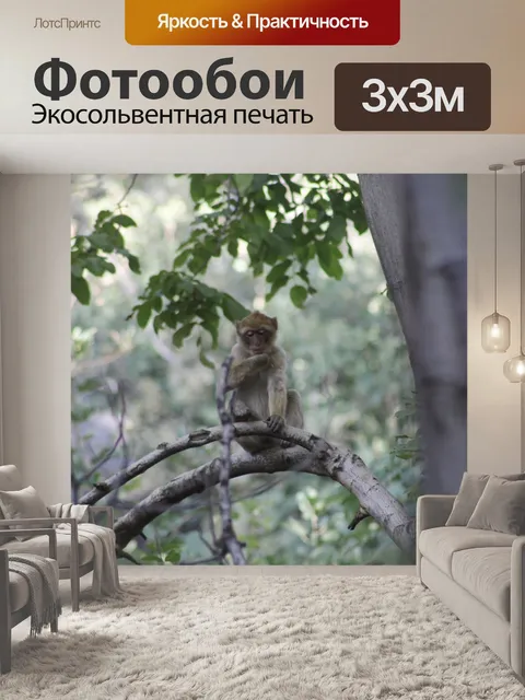 Фотообои Обезьяна