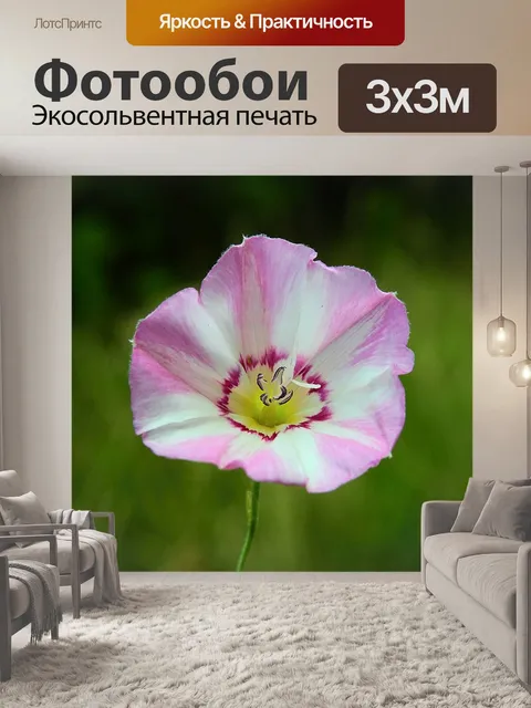Фотообои Цветок