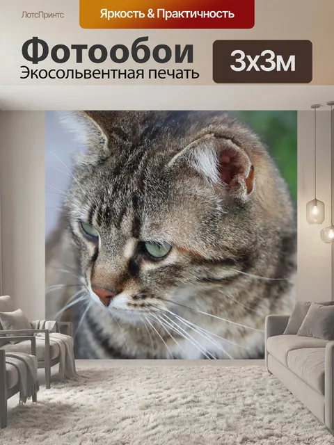 Фотообои Кошка