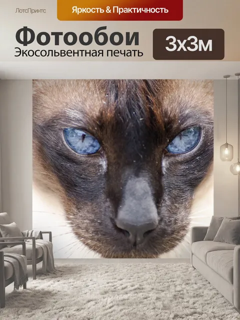 Фотообои Кошка