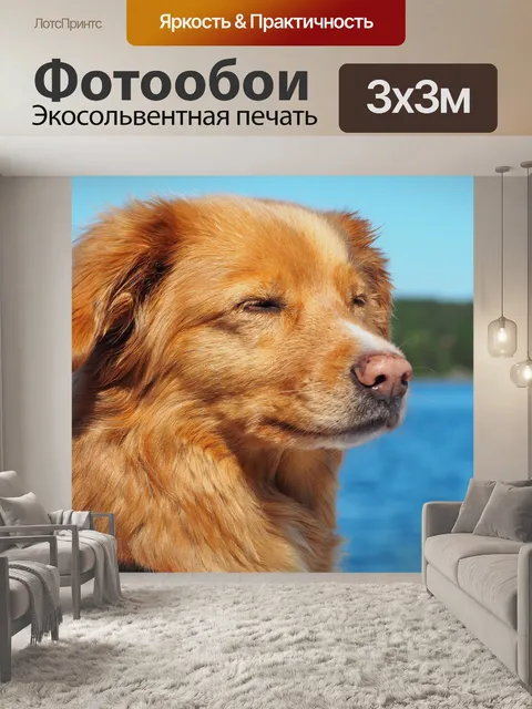 Фотообои Собака