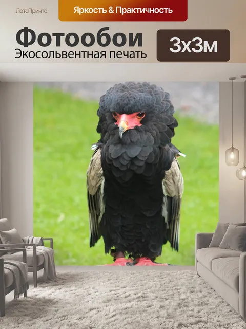 Фотообои Совы