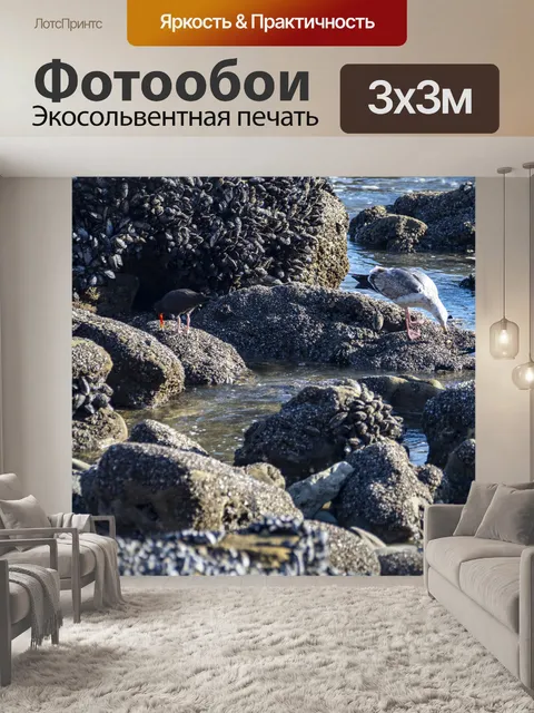 Фотообои морские птицы едят мидии