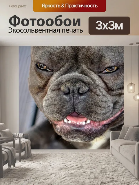 Фотообои Собака