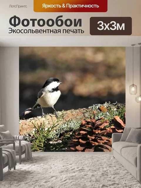 Фотообои Каролина синица и сосновые шишки