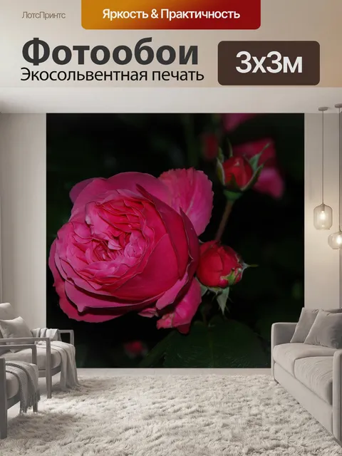 Фотообои Роза