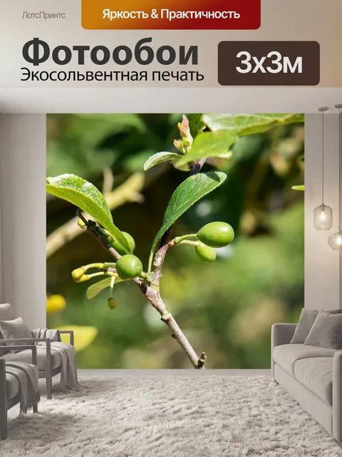 Фотообои Сливы