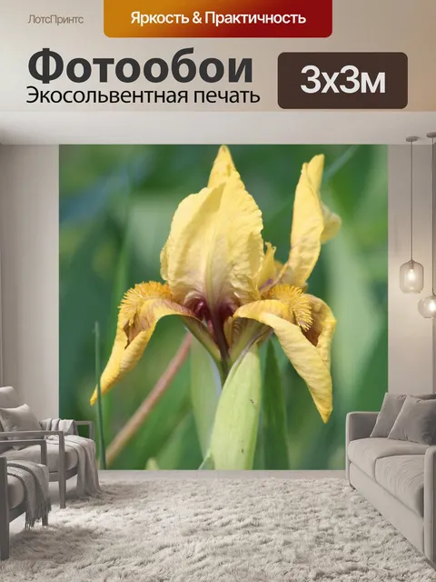 Фотообои Ирис