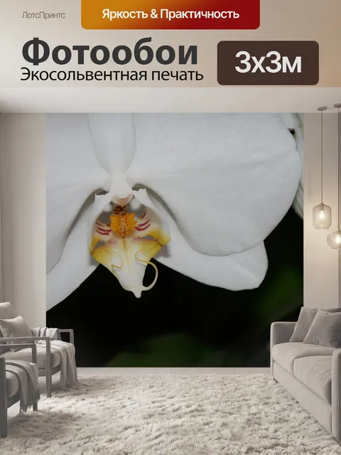 Фотообои Орхидея