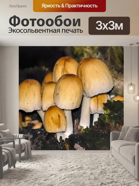 Фотообои Гриб