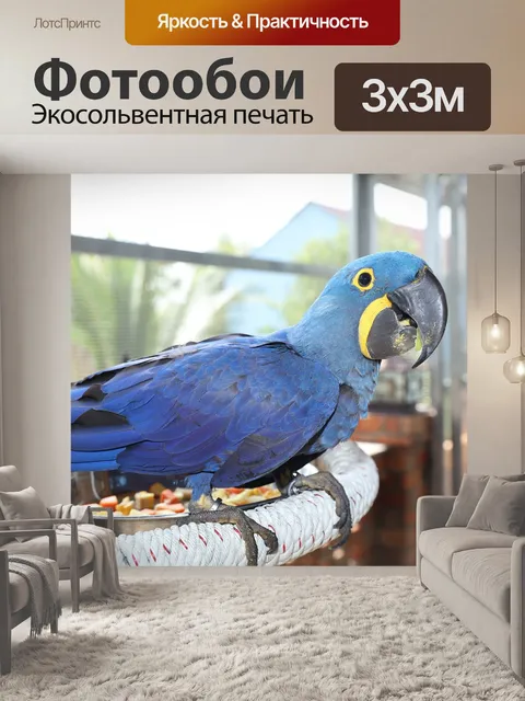 Фотообои Редкий синий ара