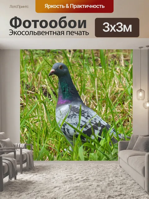 Фотообои Голубь