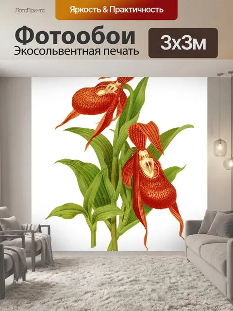 Фотообои Цветок орхидеи прозрачный