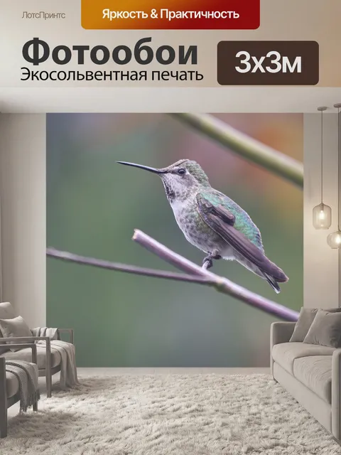 Фотообои Колибри