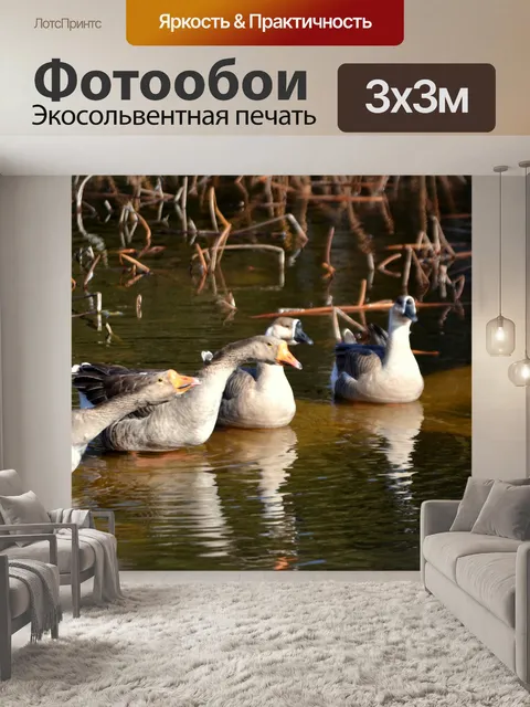 Фотообои Гуси
