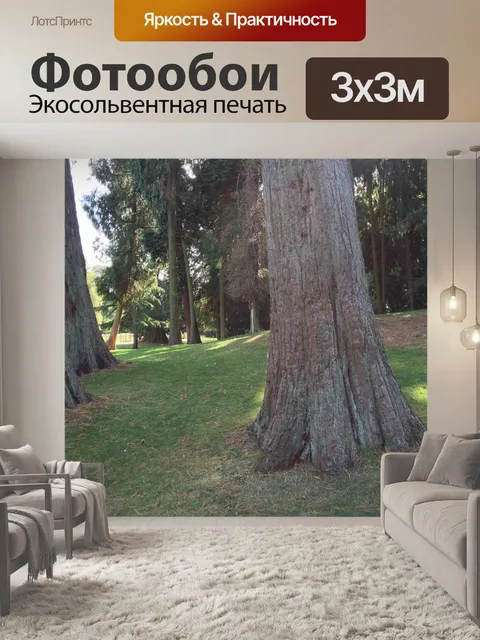Фотообои Секвойи