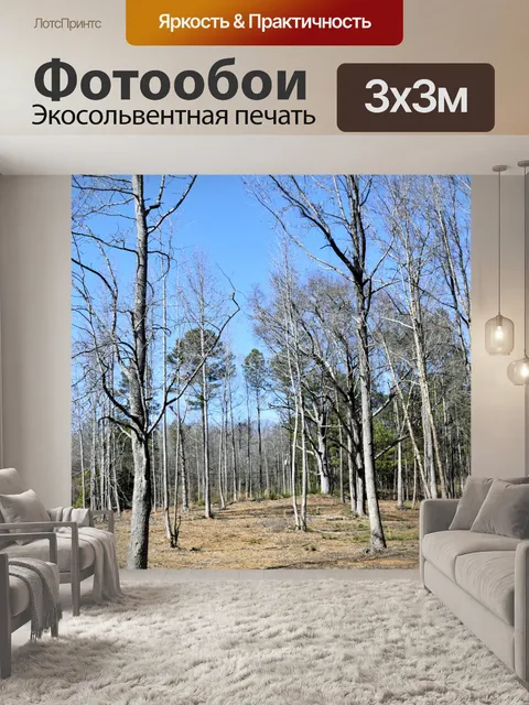 Фотообои Бесплодные лесных деревьев