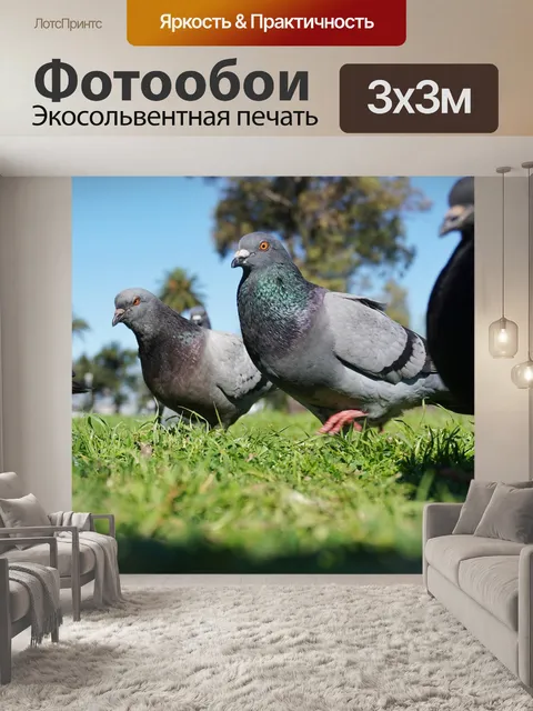 Фотообои Голубь