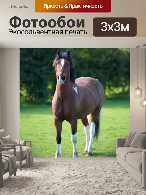 Фотообои лошадь