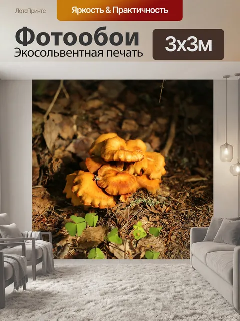 Фотообои Гриб
