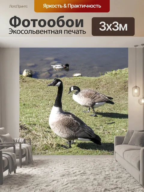 Фотообои Канада Гуси