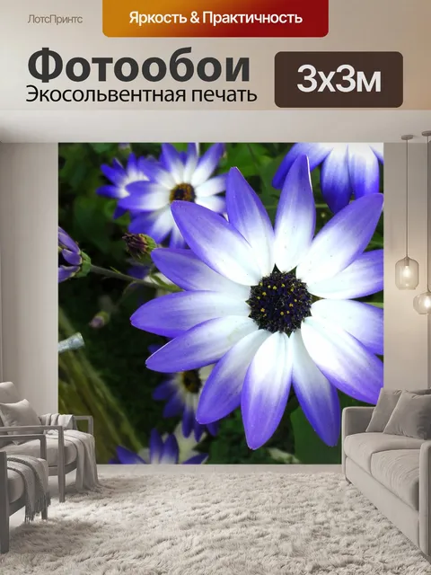 Фотообои Синие Pericallis Цветы