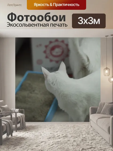 Фотообои Кот