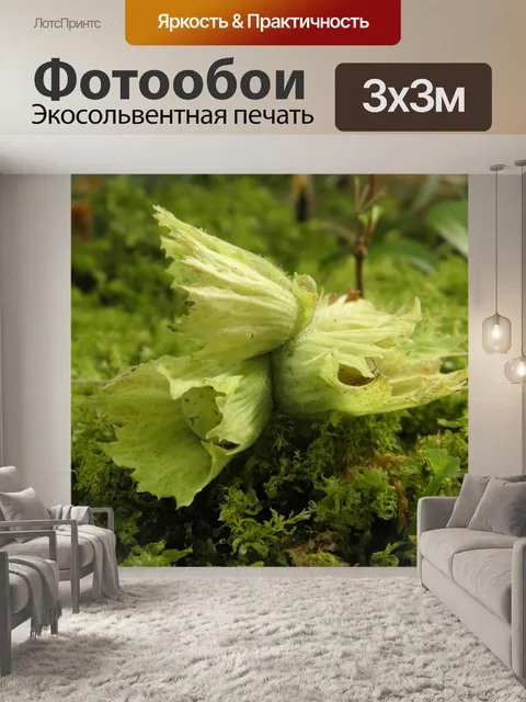 Фотообои Фундук