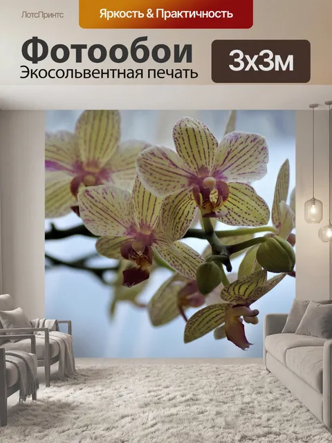 Фотообои Орхидея
