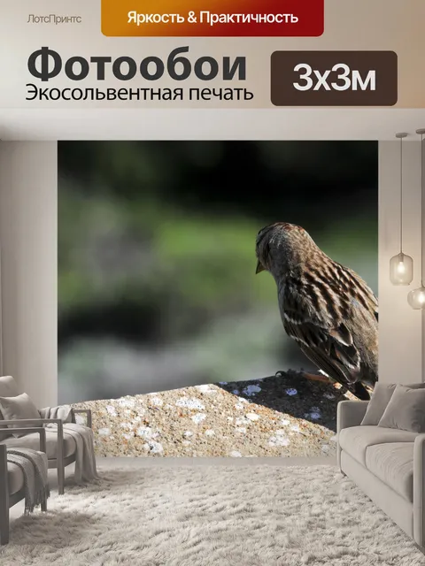 Фотообои Воробей сидит на стене