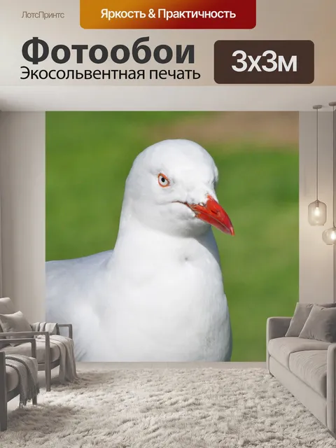 Фотообои Чайка