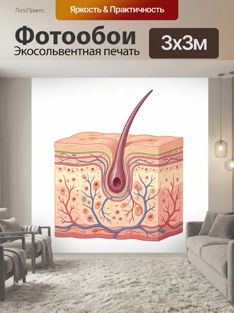 Фотообои Анатомический срез кожи: волосяной фолликул