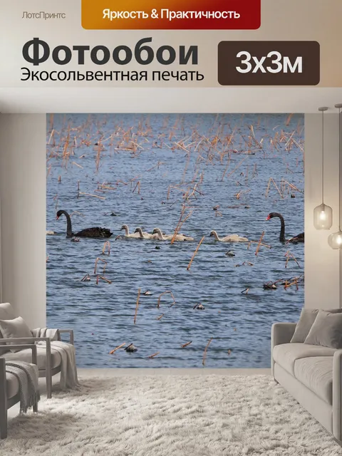 Фотообои Лебеди
