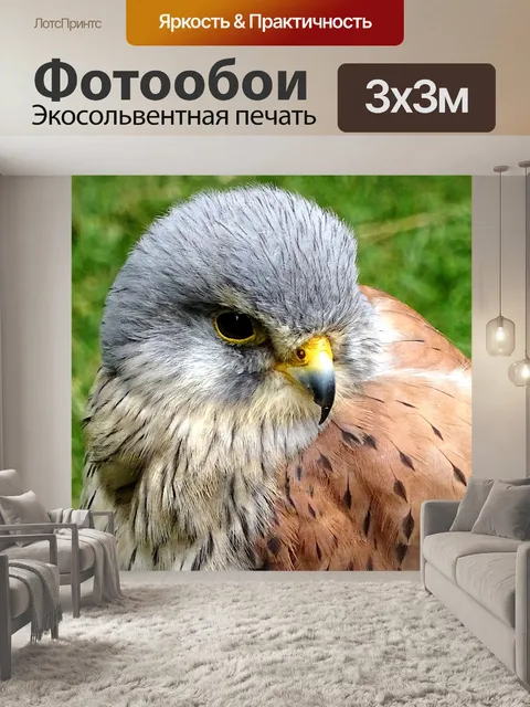 Фотообои Домашнее животное пустельга птица