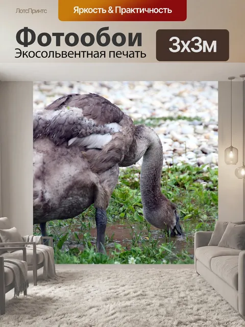 Фотообои Лебеди