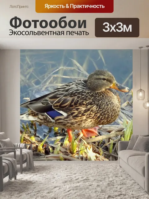 Фотообои Птицы