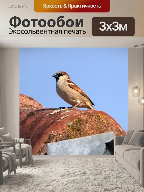 Фотообои Птица