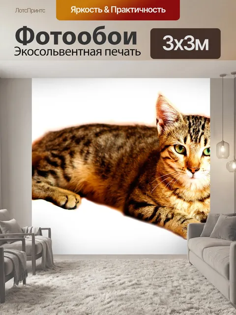 Фотообои Кошка