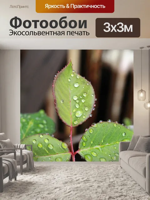 Фотообои Роза