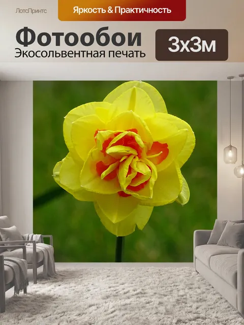 Фотообои Прекрасный весенний нарцисс