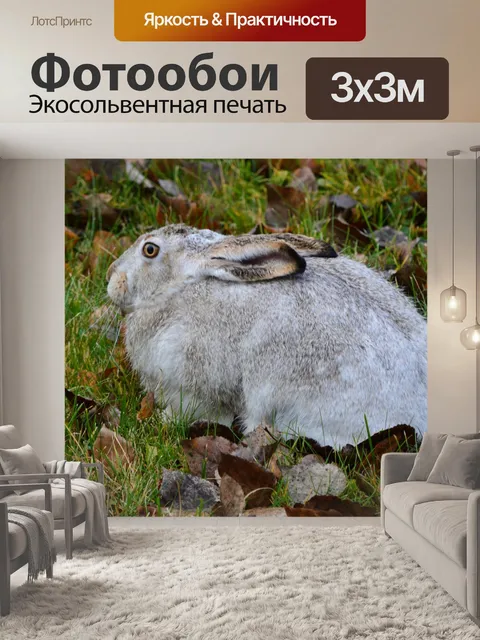 Фотообои Кролик