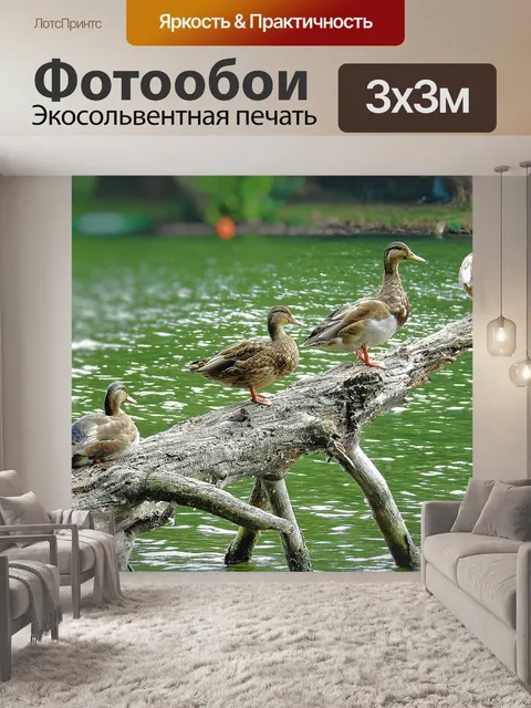 Фотообои Утки
