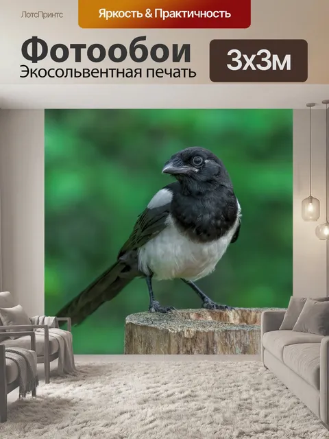 Фотообои Сорока