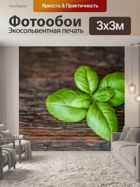 Фотообои базилик, лист, трава