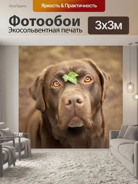 Фотообои Собака