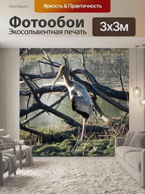 Фотообои Птица