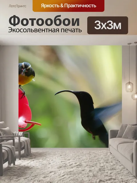 Фотообои Колибри