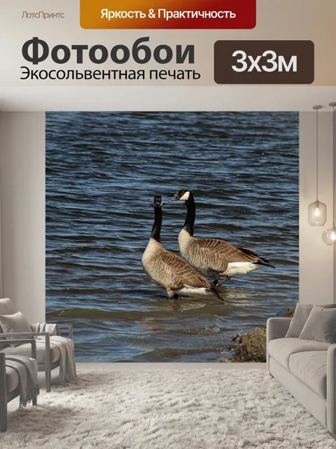 Фотообои Гуси